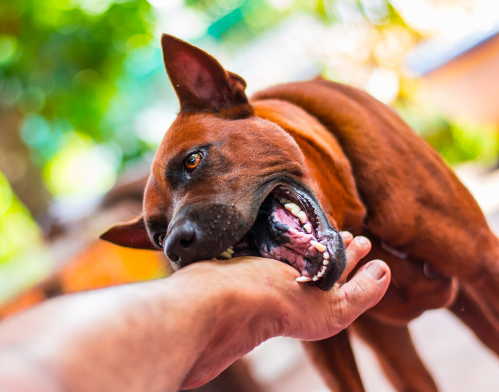 The Role of Insurance in Georgia Dog Bite Cases