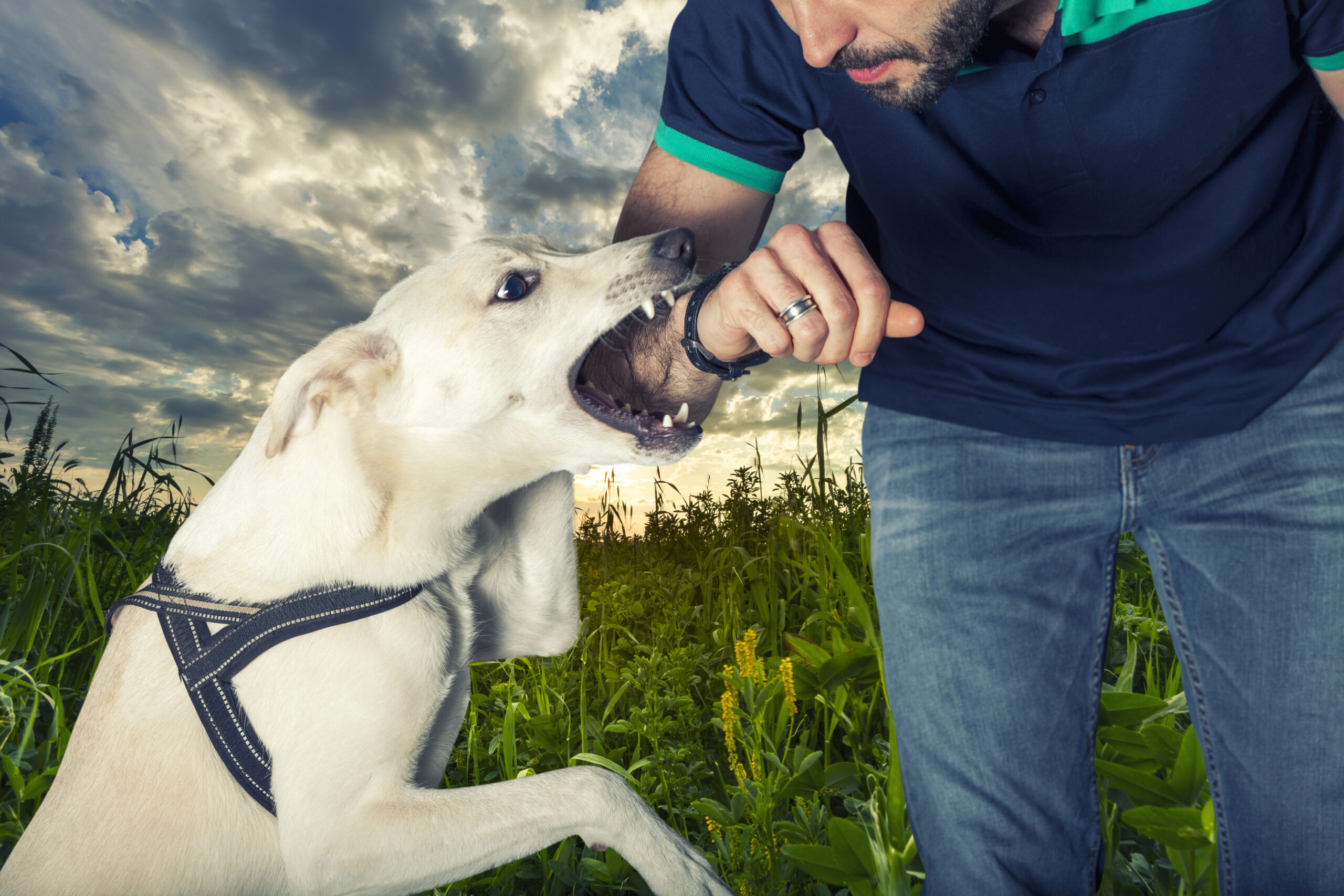 How To Report A Dog Bite In South Carolina: Step-by-Step Guide