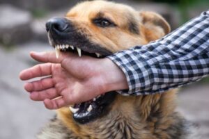 Common Misconceptions About Dog Bite Lawsuits in Blythe, SC