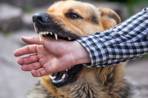Common Misconceptions About Dog Bite Lawsuits in Blythewood, SC
