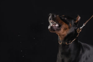 Understanding Provocation in Dog Bite Cases in Georgia: A Legal Perspective