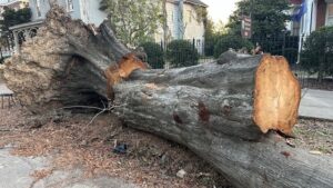 Weathering the Storm: Hurricane Helene's Impact on South Carolina and Georgia