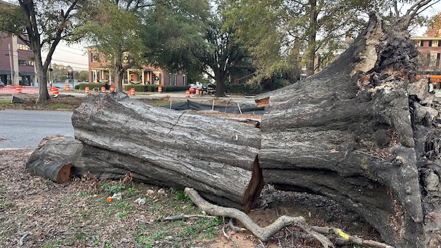 Weathering the Storm: Hurricane Helene's Impact on South Carolina and Georgia