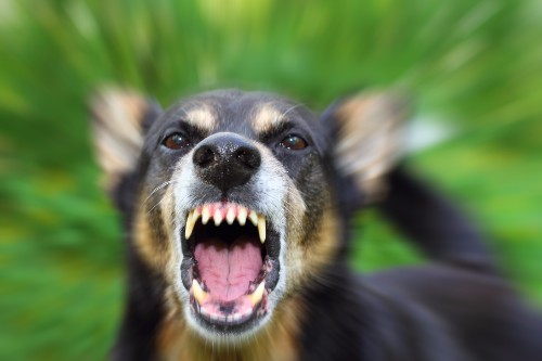 How Long Does It Take to Resolve a South Carolina Dog Bite Lawsuit