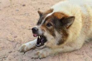 Seeking Compensation for Medical Expenses After a Georgia Dog Bite